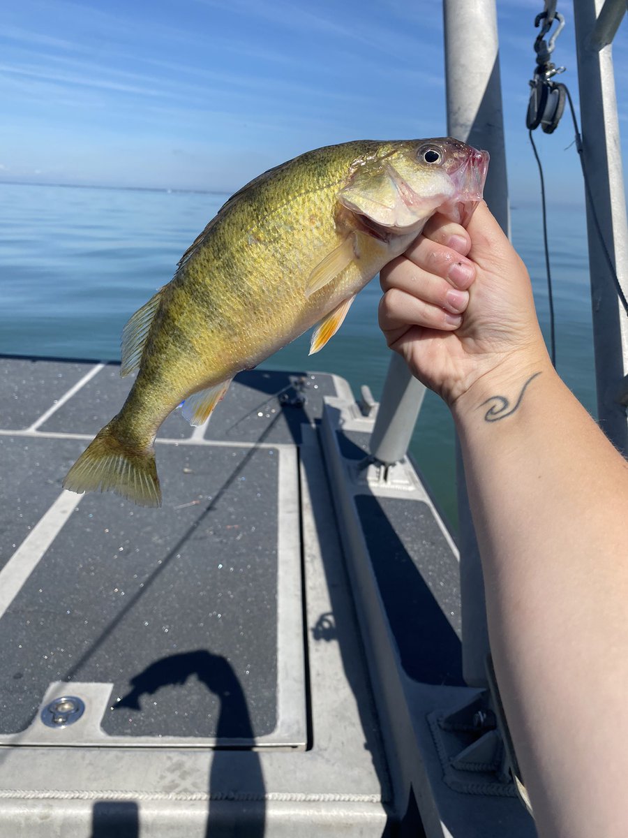 Kylee Wilson tweet media