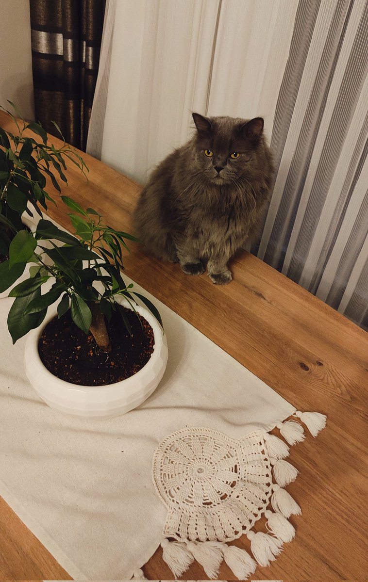 memnuniyetsiz bir kedi