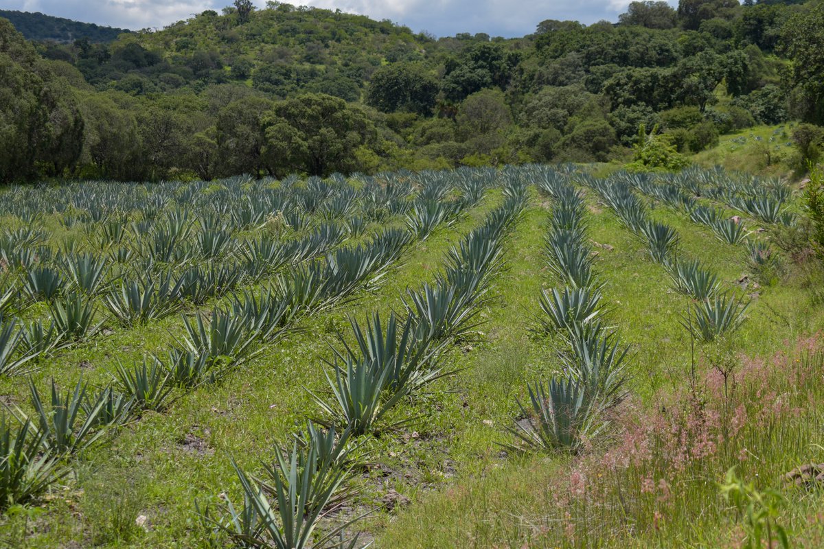 mxrutamagica's tweet photo. La Ruta del #Mezcal te llevará a un momento de conexión natural 🌱 una mirada a la vida rural y a las costumbres ancestrales, así como una manera perfecta de explorar #Puebla, desde sus campos 👨‍🌾 @MxcalitoCorazon 
Conoce cómo fue nuestra experiencia 👇
https://t.co/DcmoY0QvHq https://t.co/Ga1hWrMqcl
