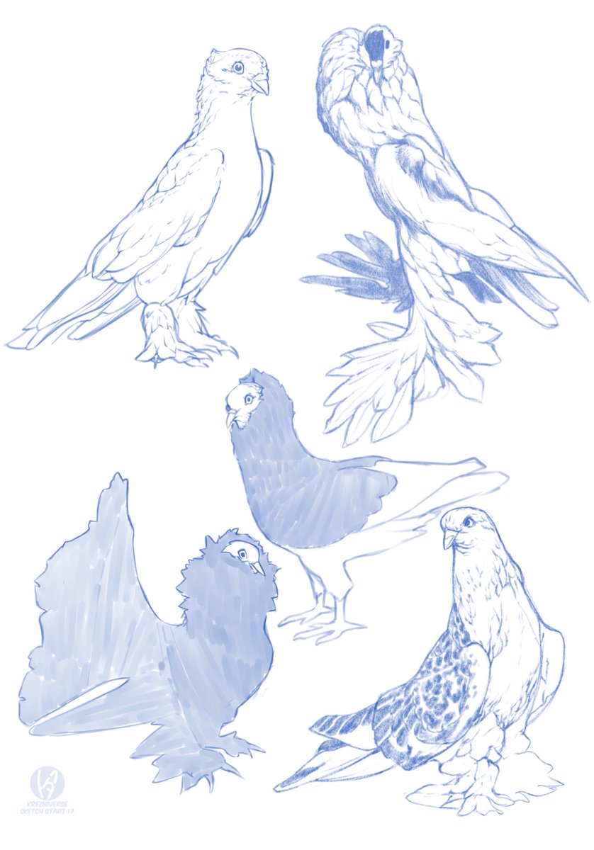 Bird sketches Bird sketches