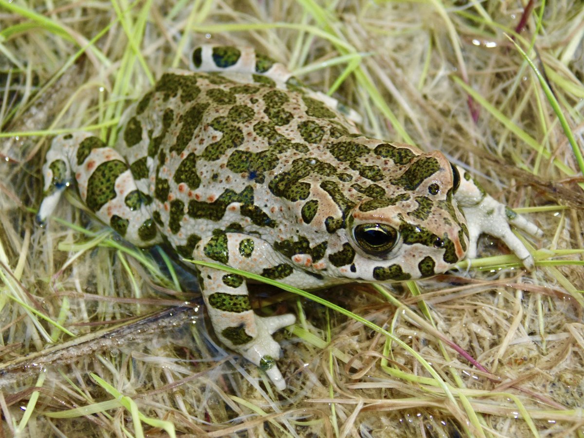 Look at those spots! Bufotes viridis, the European Green Toad found in spring breeding pools in Kythira, Greece 🐸🇬🇷 They are found in habitats from forests to deserts. They are heat tolerant and can even spawn in high levels of salinity! 🌊

#uta #science #herpetology #toad