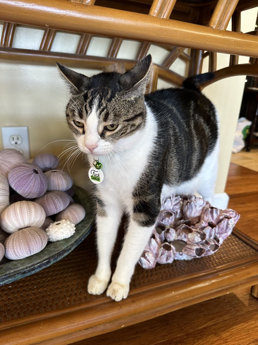 Bula getting in on #CatsJudgingJD