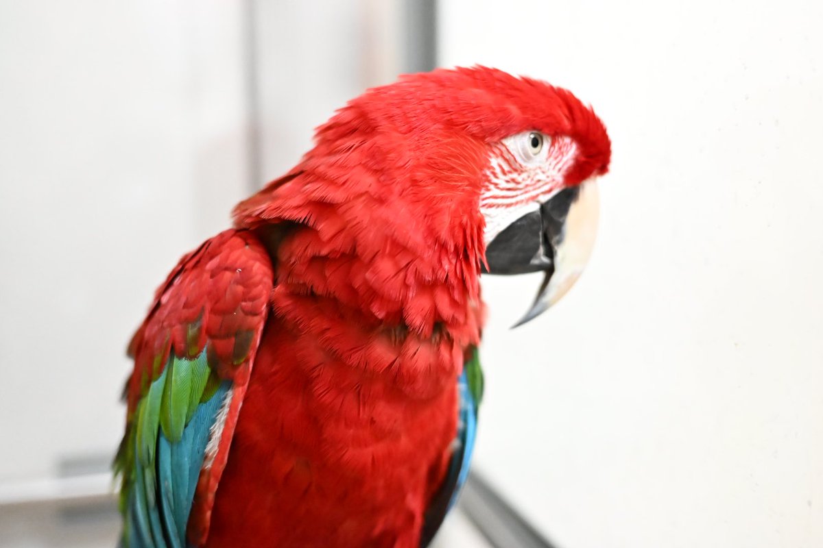 conure2020's tweet photo. 一眼で撮ると、何故かアンニュイな感じになるベニコ…👀
#ベニコンゴウ
#コンゴウインコ https://t.co/LyuDx661eT