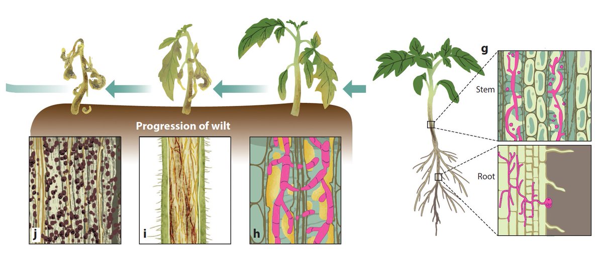 Hsuan Pai 白暄 (@hsuanpai1) on Twitter photo The final version of our Fusarium review is now online! First time contributing to composite review figures—huge thanks to <a href="/RedkarAmey/">Amey Redkar</a> and all the co-authors for this opportunity! Also big thanks to the AR illustration team for polishing our submission 😊 annualreviews.org/content/journa… The final version of our Fusarium review is now online! First time contributing to composite review figures—huge thanks to <a href="/RedkarAmey/">Amey Redkar</a> and all the co-authors for this opportunity! Also big thanks to the AR illustration team for polishing our submission 😊 annualreviews.org/content/journa…