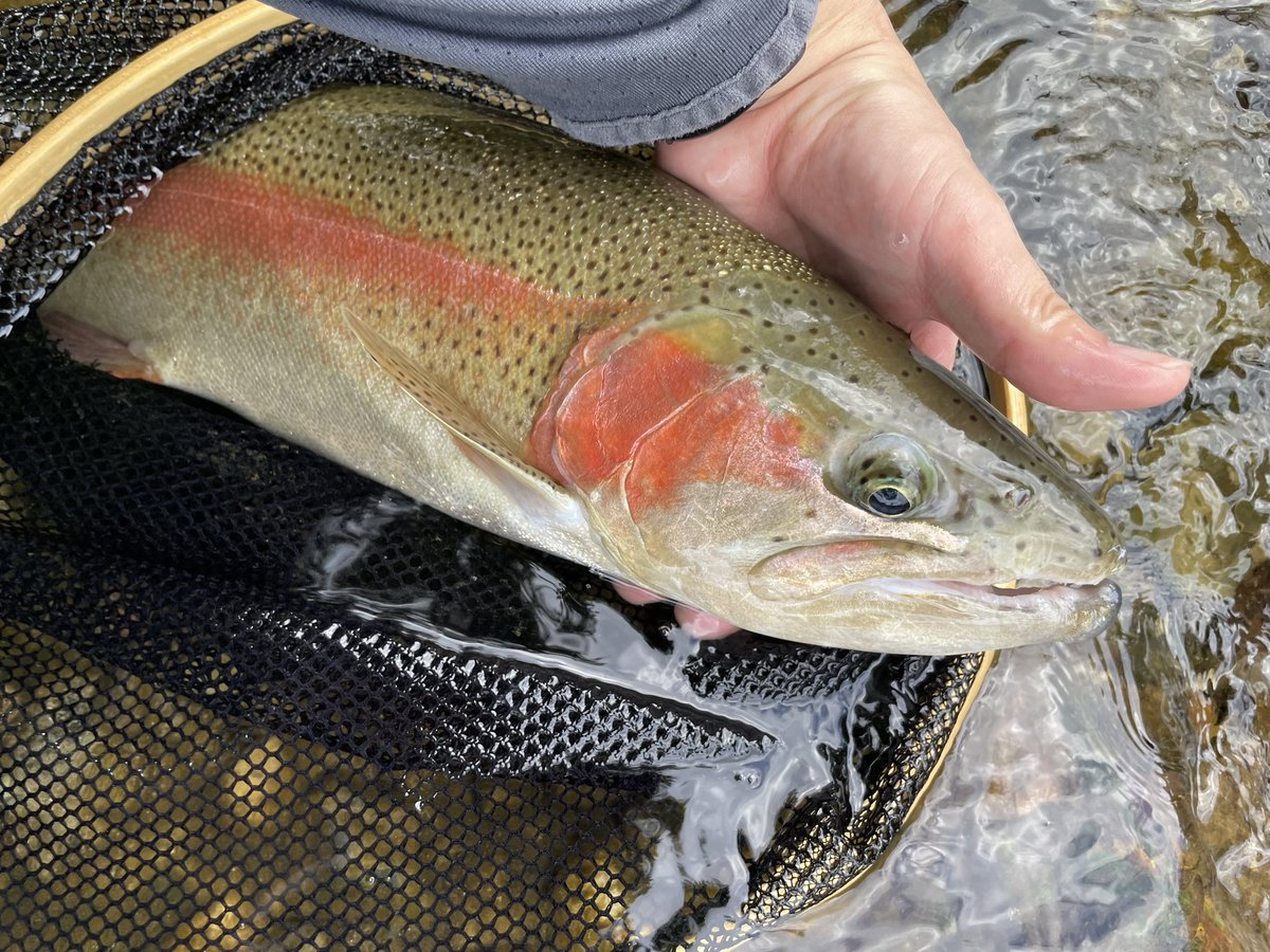 51センチのニジマスでした！
復帰初戦で大物と出会えるなんて🙏✨