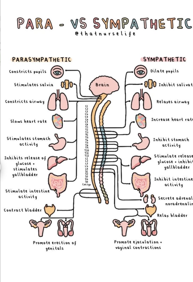 OGdukeneurosurg's tweet photo. Autonomics https://t.co/WoQQ13GiwR