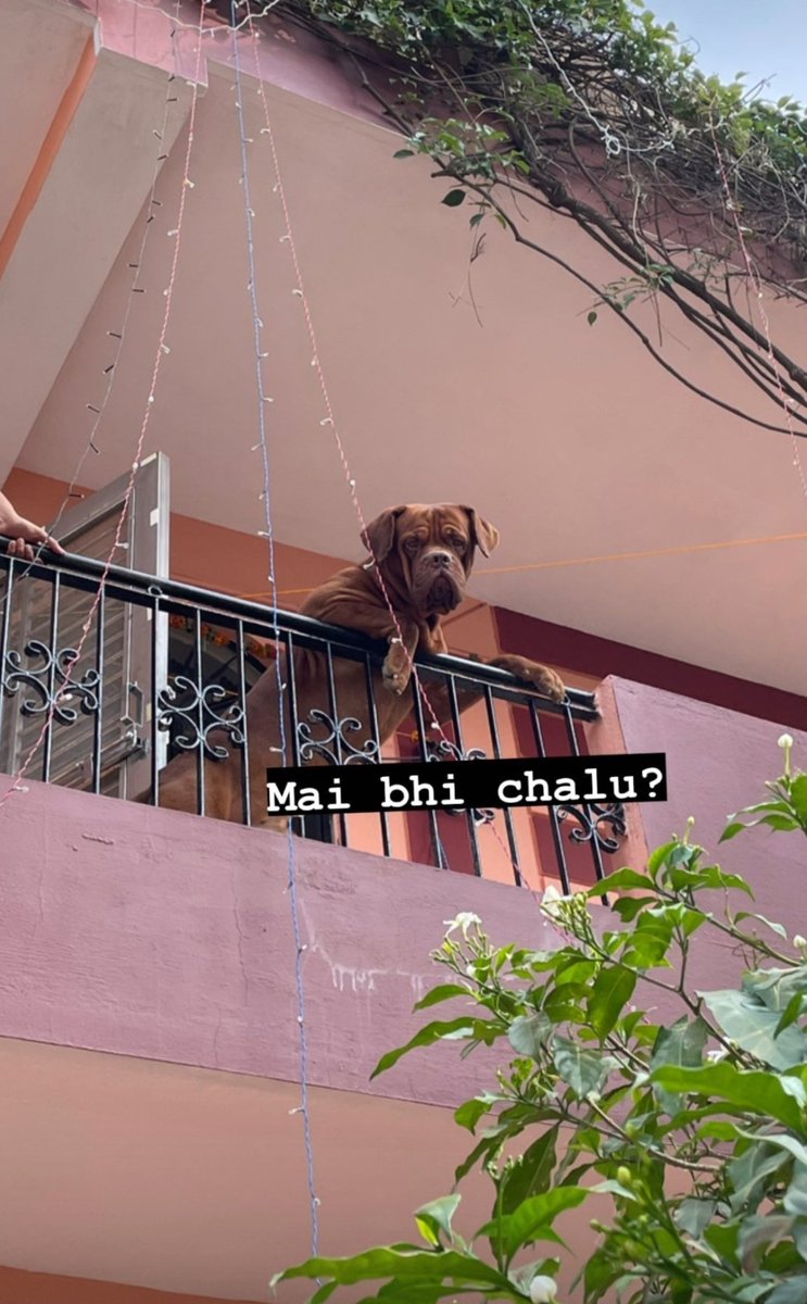 Imniteshkumar's tweet photo. When he is very eager to go for a walk 🐾
#doglover #pawsome #petparent #Doguedebordeaux #dogsforlife https://t.co/NC6STZKmAg