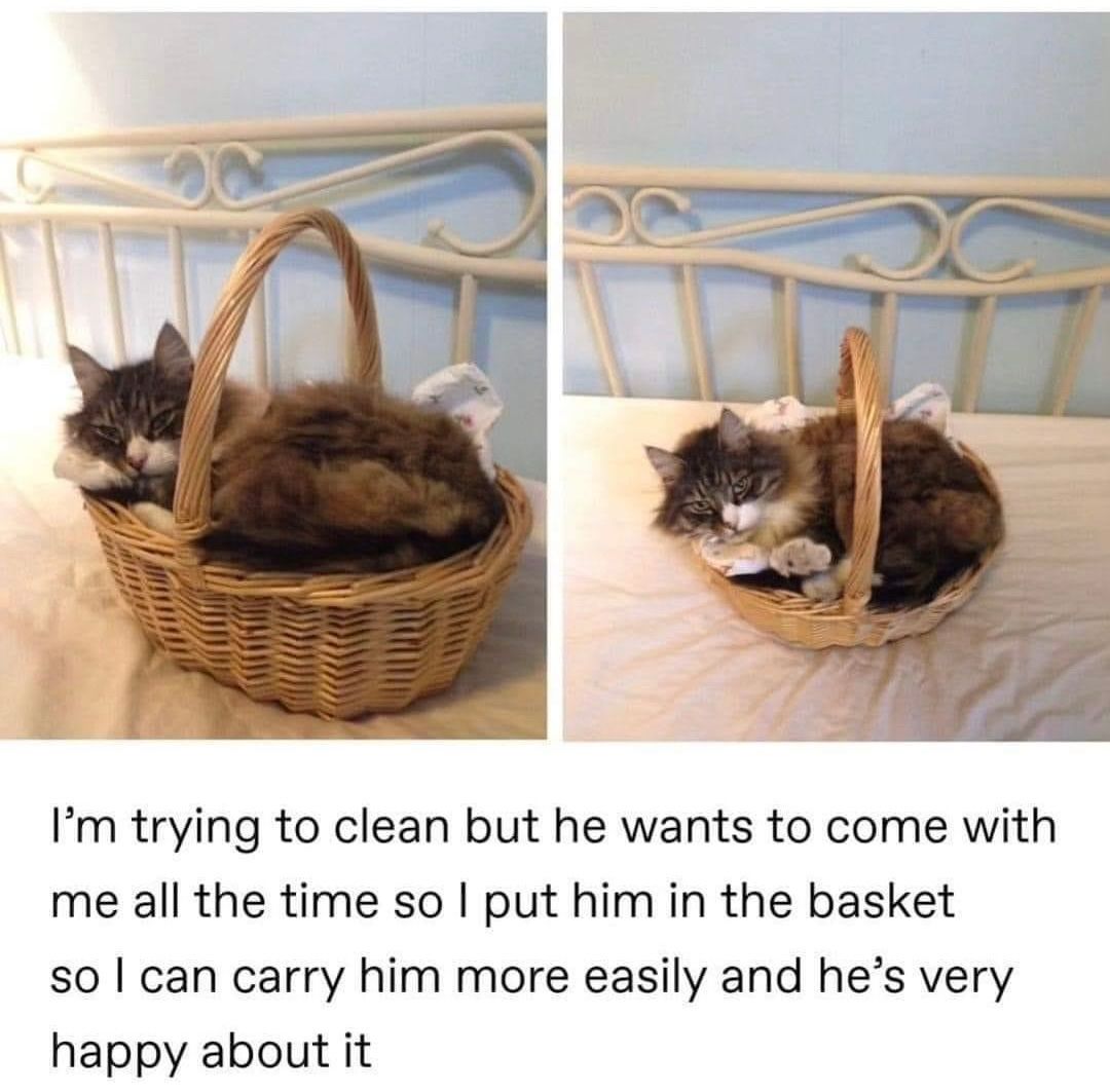 CATBRAINCELL's tweet photo. https://t.co/OtVqgHNaq2
