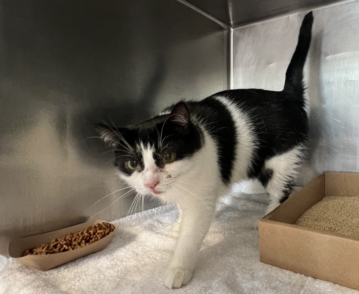 Client arrived to the MACC with a stray cat Elmer and left it on the table inside and left.
Elmer has discharge in his nose and eyes. Seemed to also have a few scratches/cute on his ears.
facebook.com/photo?fbid=938…