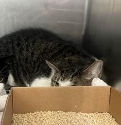 Patch was found along with another cat abandoned prior to midnight and transferred together in a crate, discovered on the street of the Bronx. The cat was fearful and anxious, but not aggressive. (Came in with Spatch 209548).
facebook.com/photo?fbid=938…