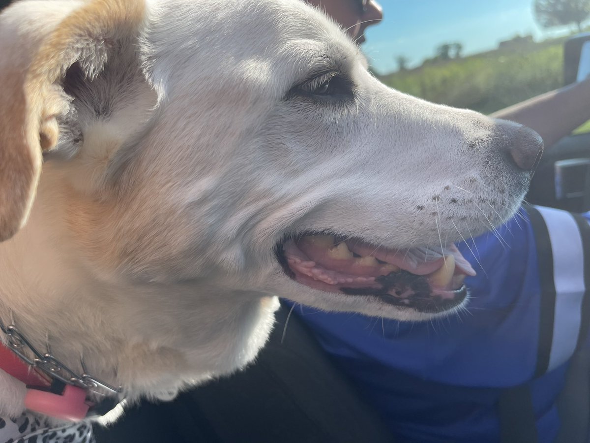 SeriouslySnofie's tweet photo. Bladder cancer and lung cancer but I am blissfully unaware. Had my first #pupcup today and rode home with the #Jeep top off. Oncologist appt for Oct 1. 
#topofftuesday #tongueouttuesday #cancersucks #ZSHQ 

@ZombieSquadHQ https://t.co/OLeDF4tAPQ