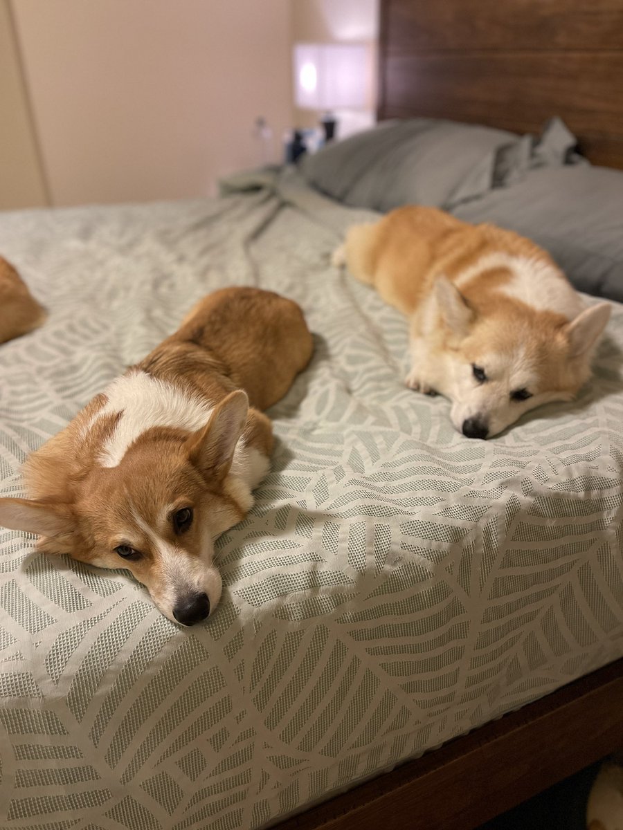 Corgi_Lover7's tweet photo. There’s really only one way to deal with a Monday. 

#Mood #WeHateMondays #CarsonTheCorgi #AndFinnToo #CorgiCrew https://t.co/MC4KRJPFaK