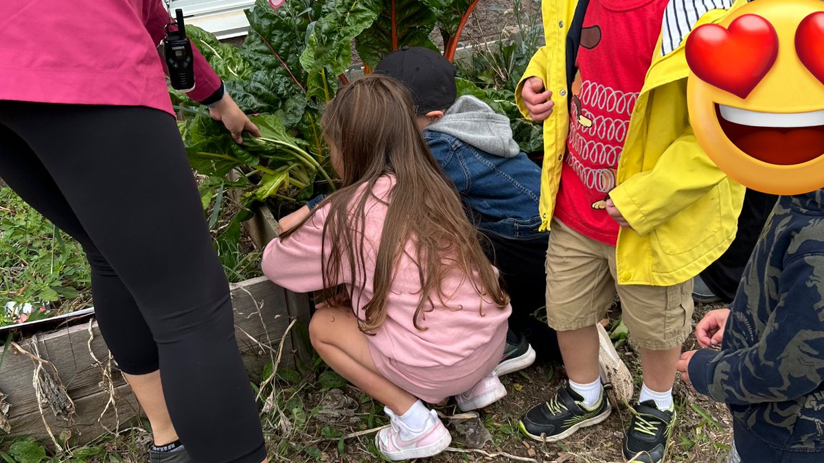 Today we dug up the potatoes that we planted in the Spring! #Kinderfarmers <a href="/senatorgibson1/">Senator Gibson</a>