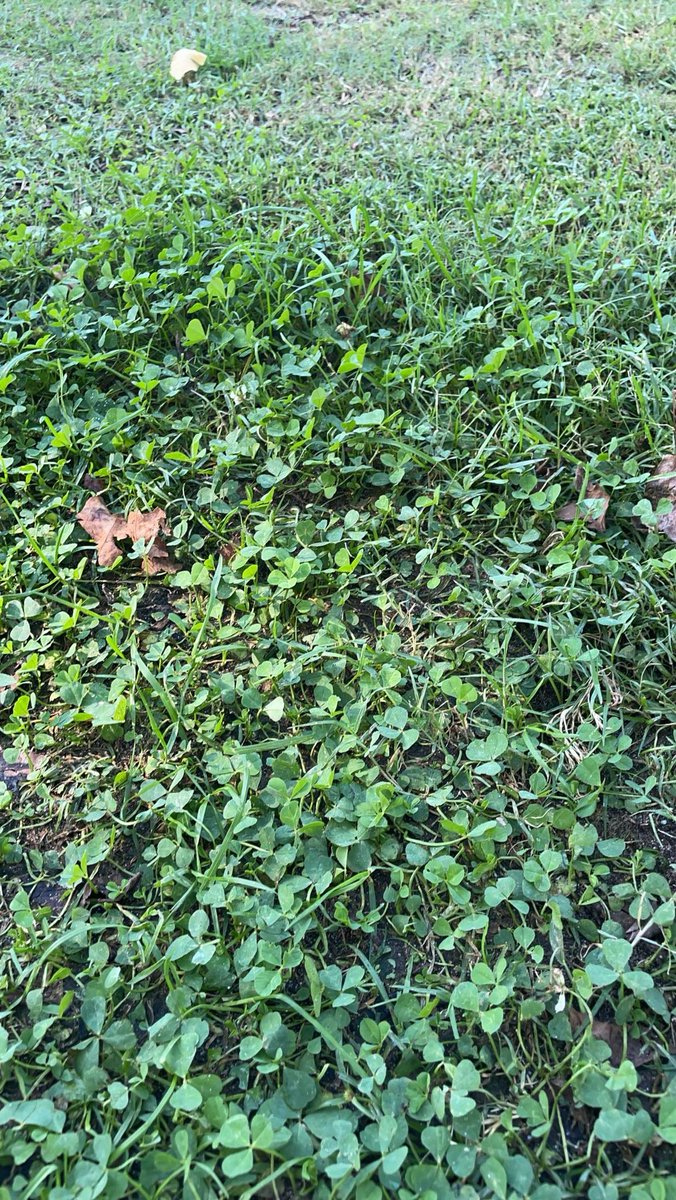 brynn_south's tweet image. Played 9 holes out at White Plains Golf Course today and spotted some white clover at the edge of one of the greens. Thanks to @swag_drnat turf management class for helping me learn how to identify different types of weeds! #tntech #tntechag #wearetntech #wingsup
