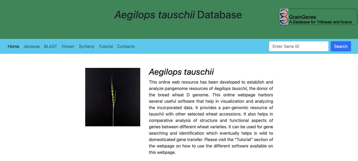 GrainGenes (@graingenes) on Twitter photo GrainGenes update: Aegilops tauschii genome resource/tools in GrainGenes wheat.pw.usda.gov/GG3/content/au… <a href="/WheatInitiative/">Wheat Initiative</a> <a href="/simonkrattinger/">Simon Krattinger</a> <a href="/BrandeWulff/">Brande Wulff</a> GrainGenes update: Aegilops tauschii genome resource/tools in GrainGenes wheat.pw.usda.gov/GG3/content/au… <a href="/WheatInitiative/">Wheat Initiative</a> <a href="/simonkrattinger/">Simon Krattinger</a> <a href="/BrandeWulff/">Brande Wulff</a>