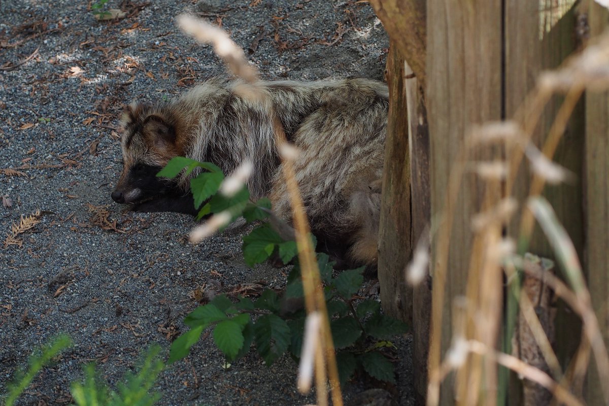 Daily Tanuki Bot (@dailytanuki) on Twitter photo 