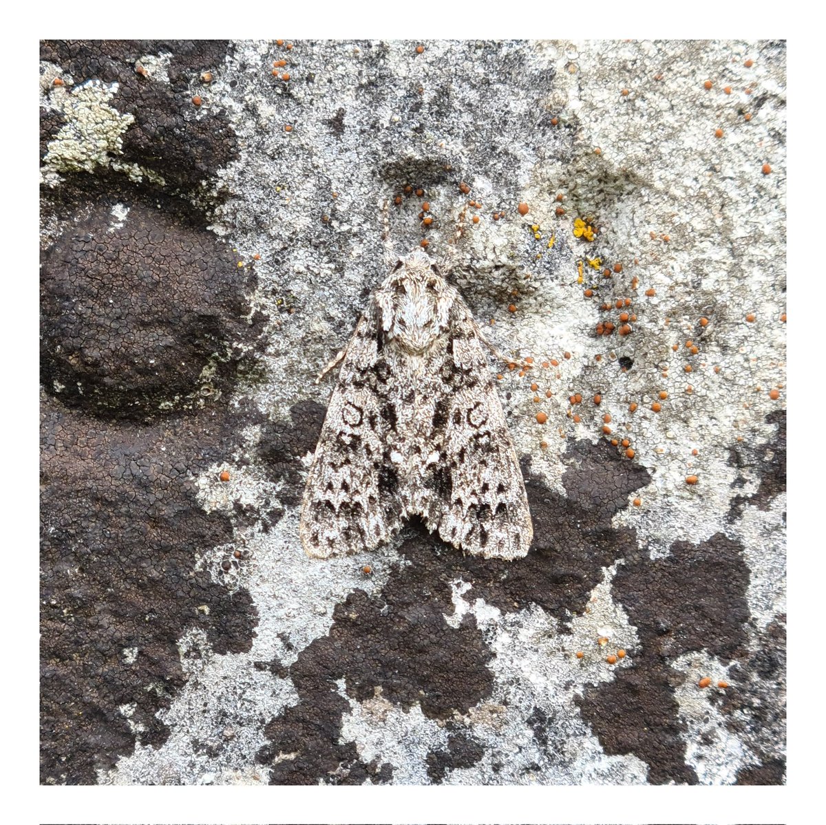 Alex Bischer tweet media