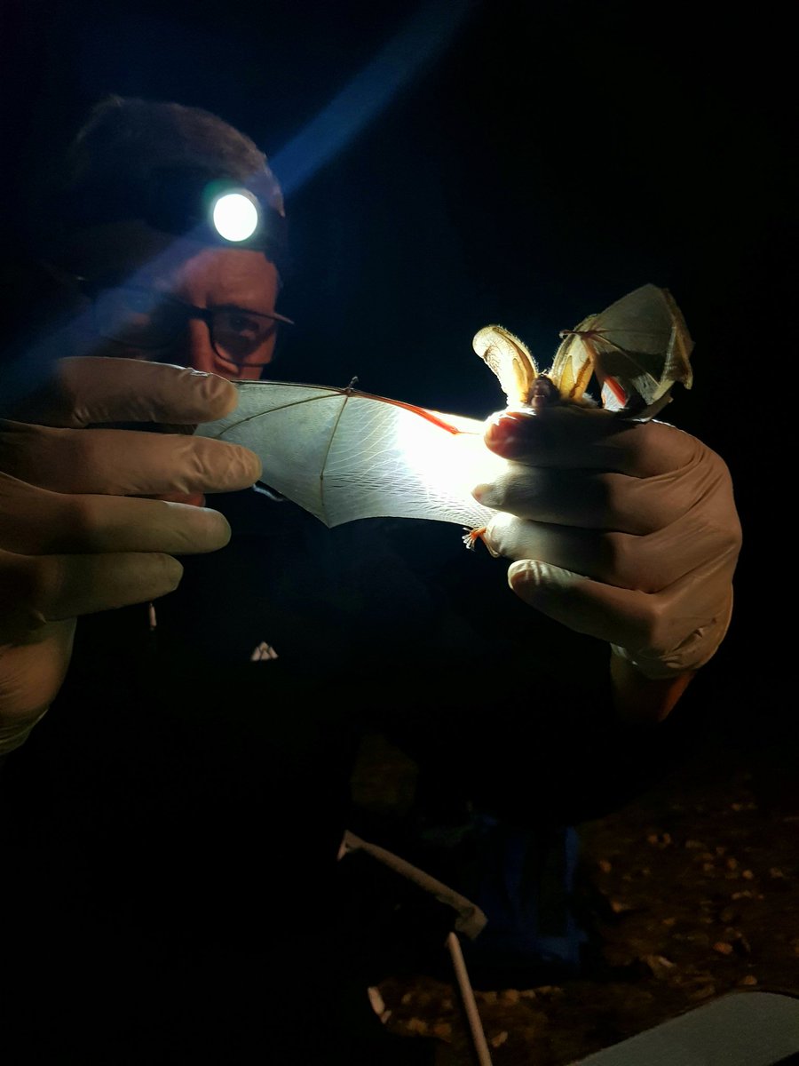 Nit de gravació de rates penades forestals a #Vilafranca Molt prompte a #LaViaVerda 
Noche de grabación de murciélagos forestales en #Vilafranca Muy pronto en #LaViaVerda