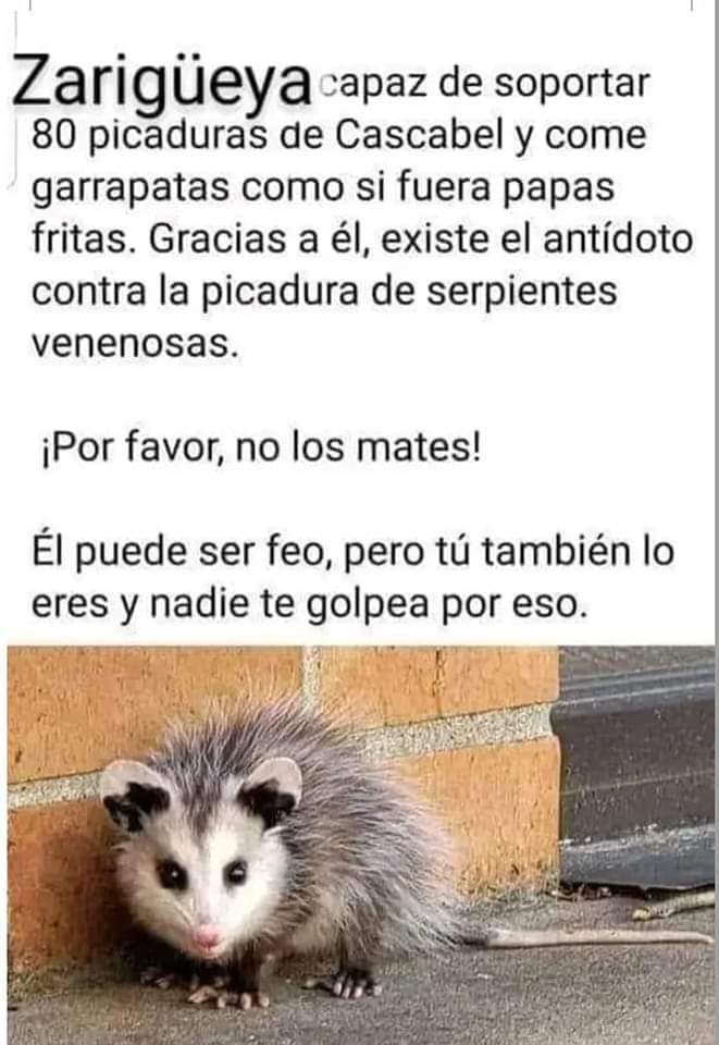 Ugo 🖐 ✡ AM ISRAEL JAI (@hugotanco) on Twitter photo 