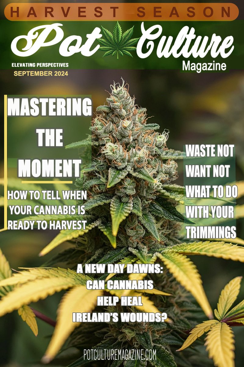 PotCultureMag's tweet photo. Our September Harvest Edition Cover: Go behind the cover of our latest issue and find out why we ditched the field shot for a striking bud close-up. Full story here: https://t.co/obFs4jf0Ko #PotCultureMagazine #StonerFam #CannabisCommuunity #CannabisCulture #Cannabis #Cover https://t.co/rCEKvJ5WtL