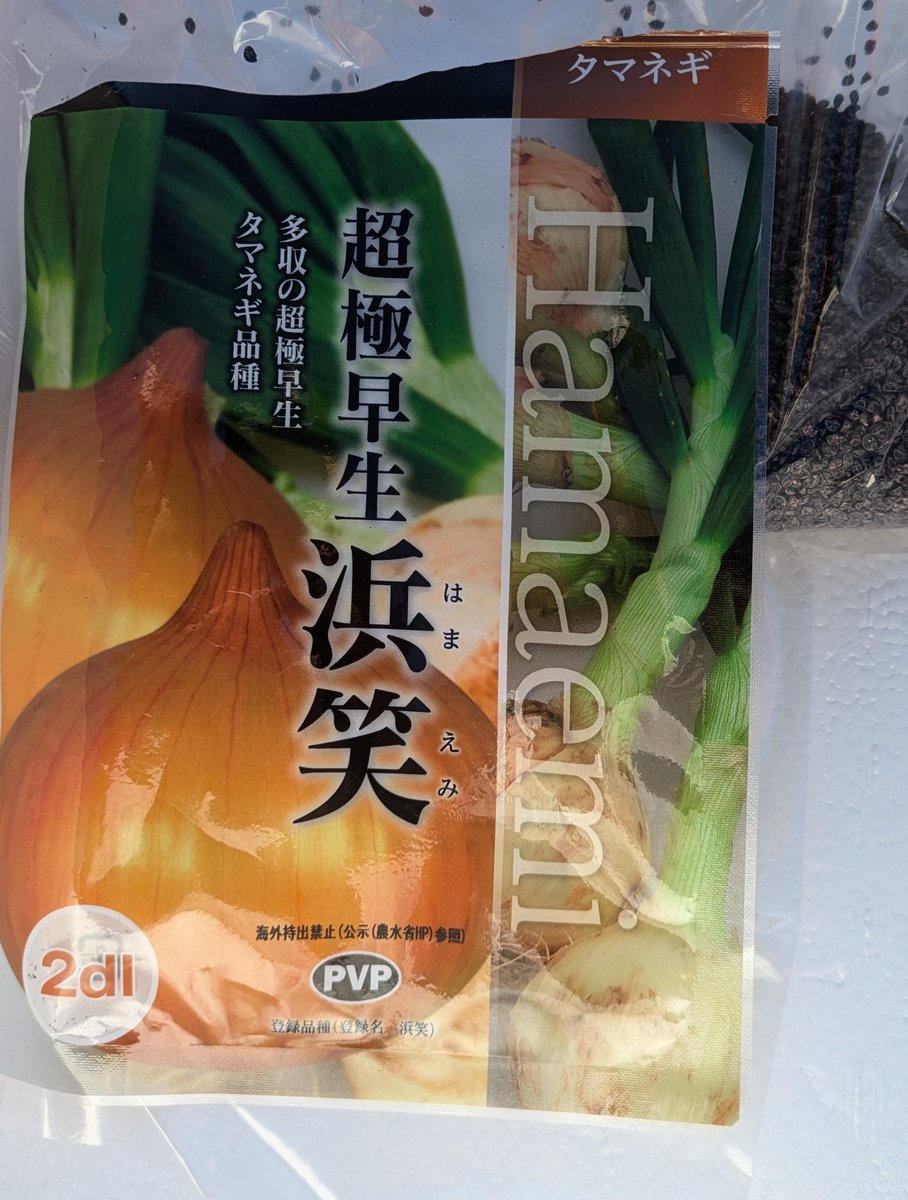 玉ねぎ苗【超極早生品種、浜笑1000本】【野菜苗】【玉葱苗