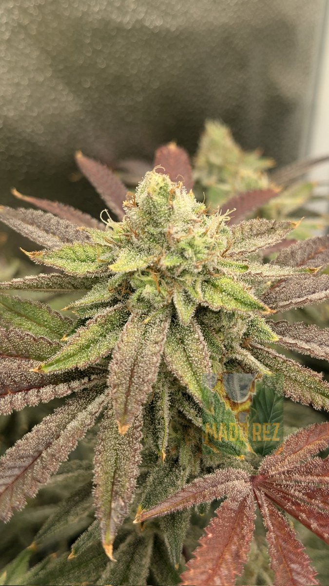 The 2nd of my 2 Apple Glitters from <a href="/irvineseedco/">Irvine Seed Company</a>
Loving the different phenos! 💜🤌