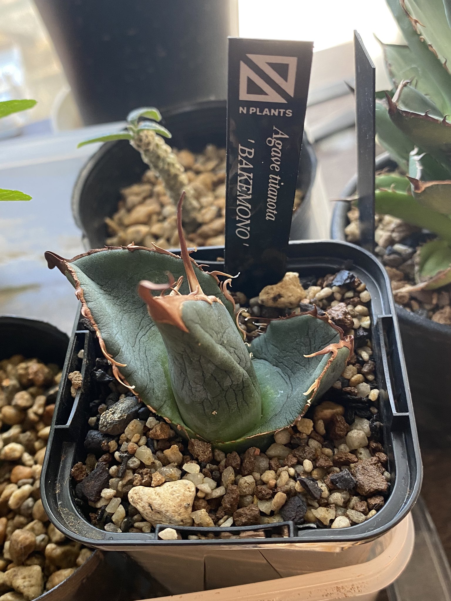 AGAVE TITANOTA イタリアメリクロン変異ロット株（子株付き） AGAVE TITANOTA イタリアメリクロン変異ロット株（子株付き