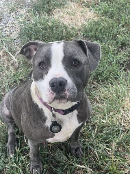 Jayne Regan DVM (@JayneDcdvorak) / Posts / X