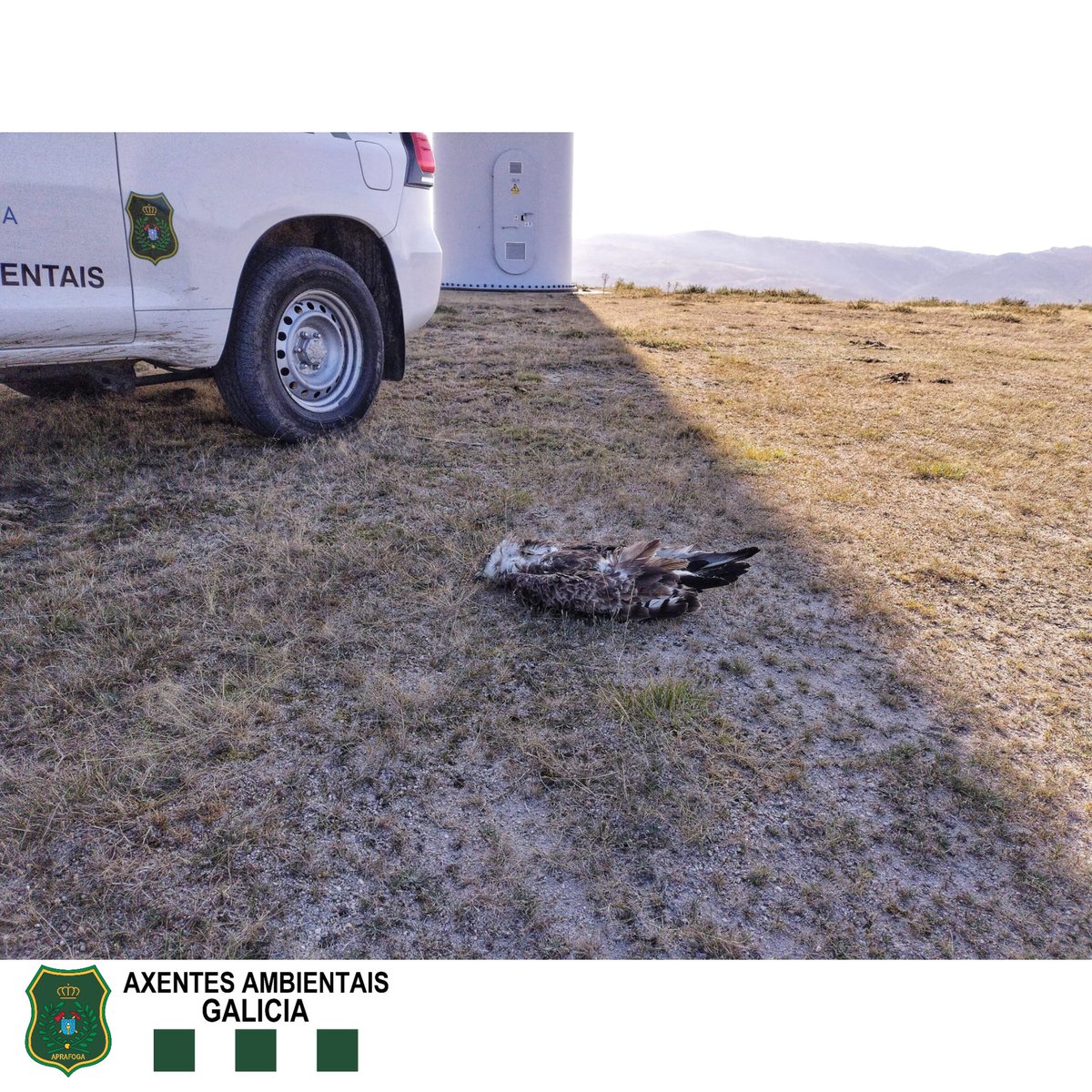 APRAFOGA's tweet image. #AxentesAmbientais @Xunta realizan tarefas d inspección por posibles impactos de aves en parques eólicos. Neste caso, localízase un cadáver de Circaetus gallicus, procedéndose ó seu levantamento e traslado a #CRFS para realización de necropsia e determinación da causa da morte