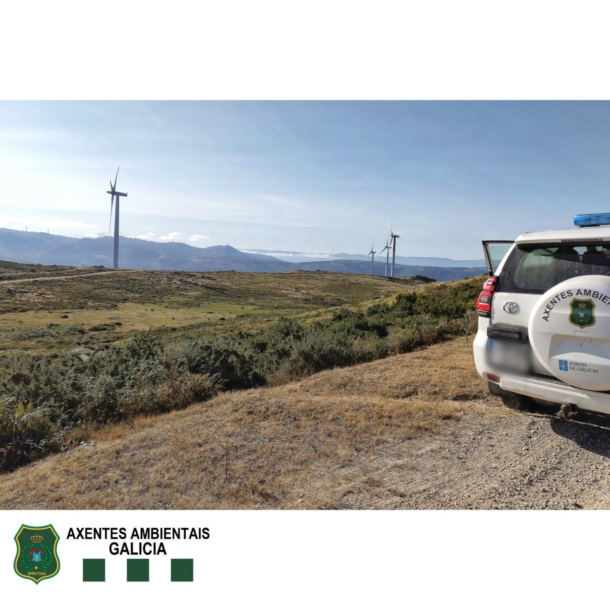 APRAFOGA's tweet image. #AxentesAmbientais @Xunta realizan tarefas d inspección por posibles impactos de aves en parques eólicos. Neste caso, localízase un cadáver de Circaetus gallicus, procedéndose ó seu levantamento e traslado a #CRFS para realización de necropsia e determinación da causa da morte