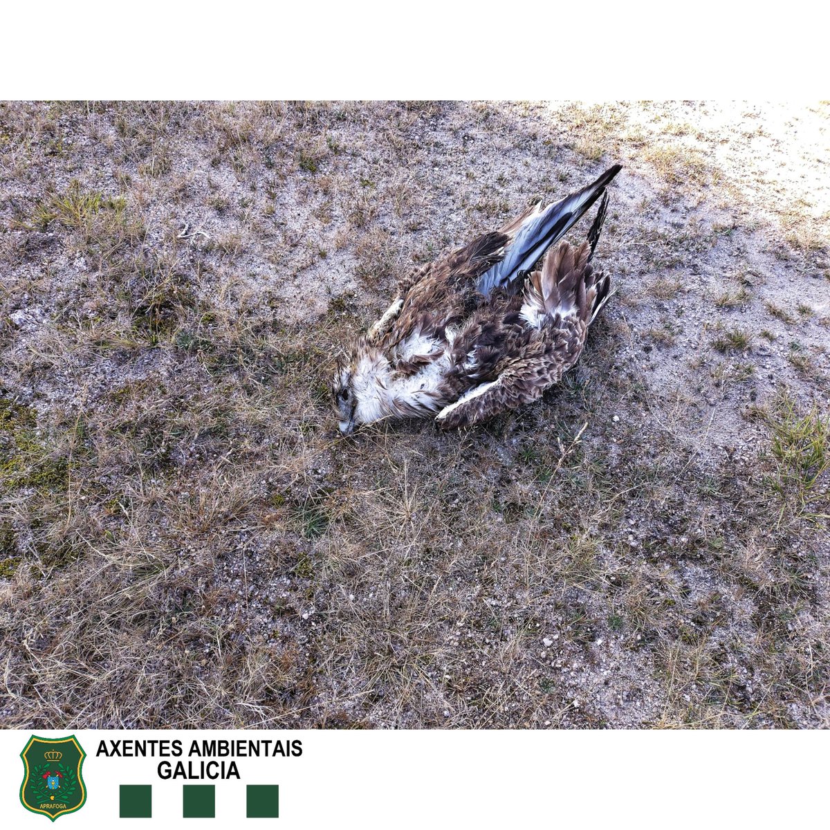 APRAFOGA's tweet image. #AxentesAmbientais @Xunta realizan tarefas d inspección por posibles impactos de aves en parques eólicos. Neste caso, localízase un cadáver de Circaetus gallicus, procedéndose ó seu levantamento e traslado a #CRFS para realización de necropsia e determinación da causa da morte