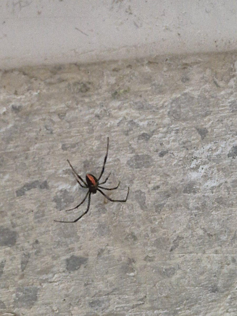 MagicallyWolf's tweet image. Hell no, absolutely not