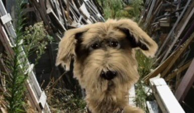 Glen Gore tweet media