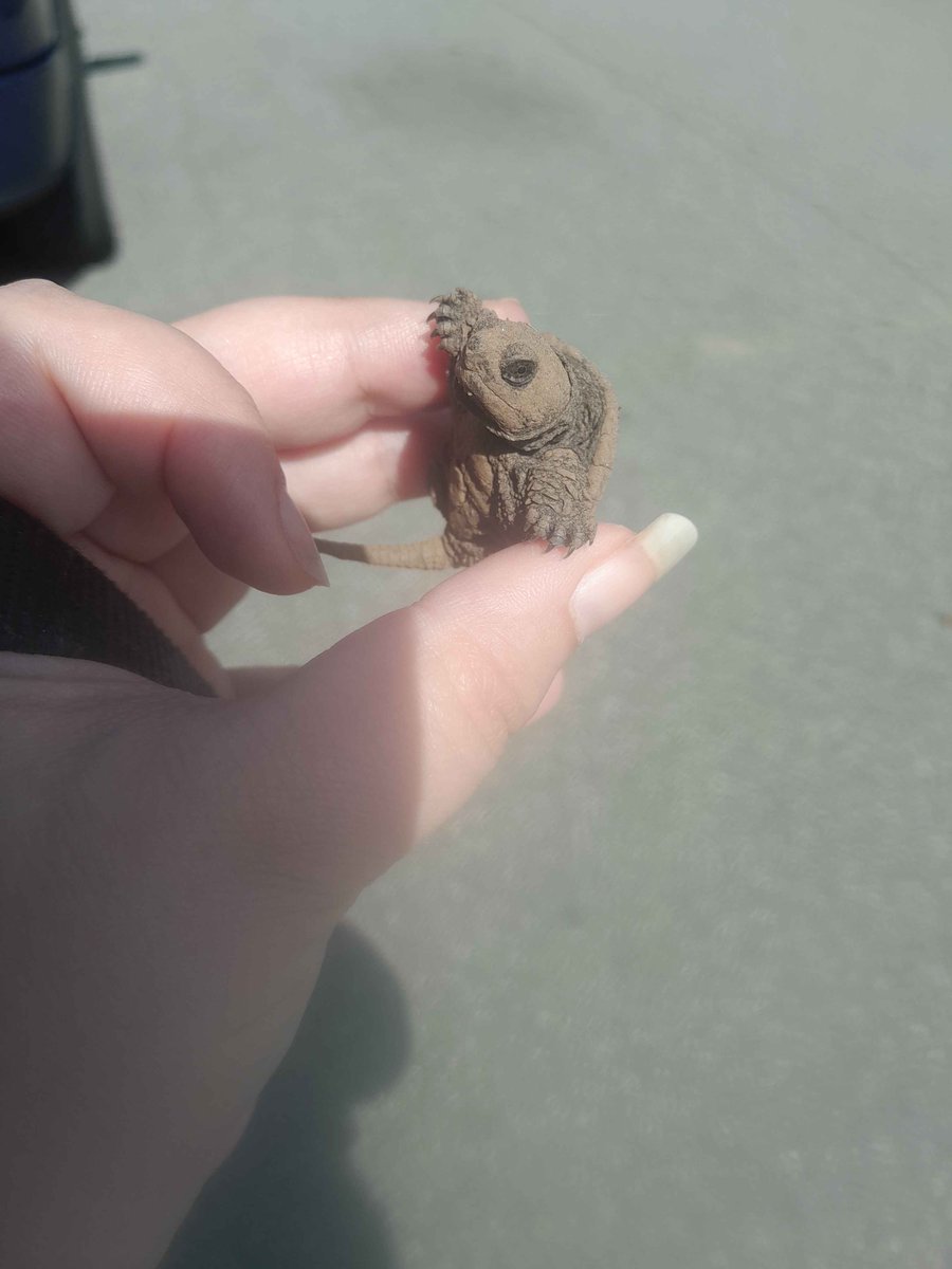 Helen/Twister the shapeshifter tweet media