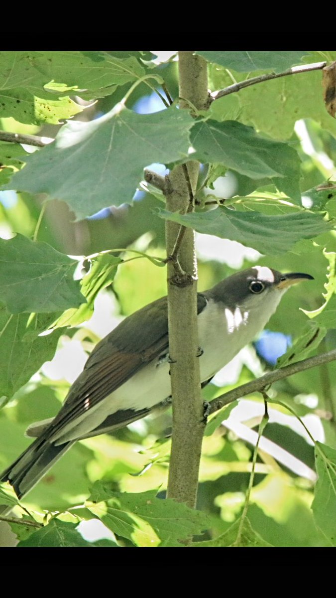 Yellow billed cuckoo earlier today in the central park loch