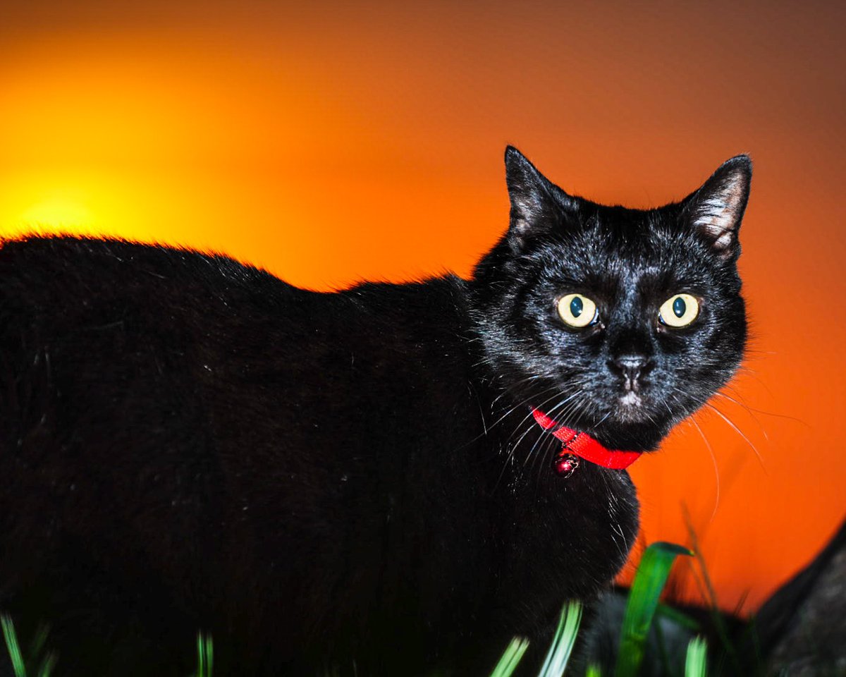 Our cat listening to the debate…she will not be dinner. Oh lord he is off the rails.