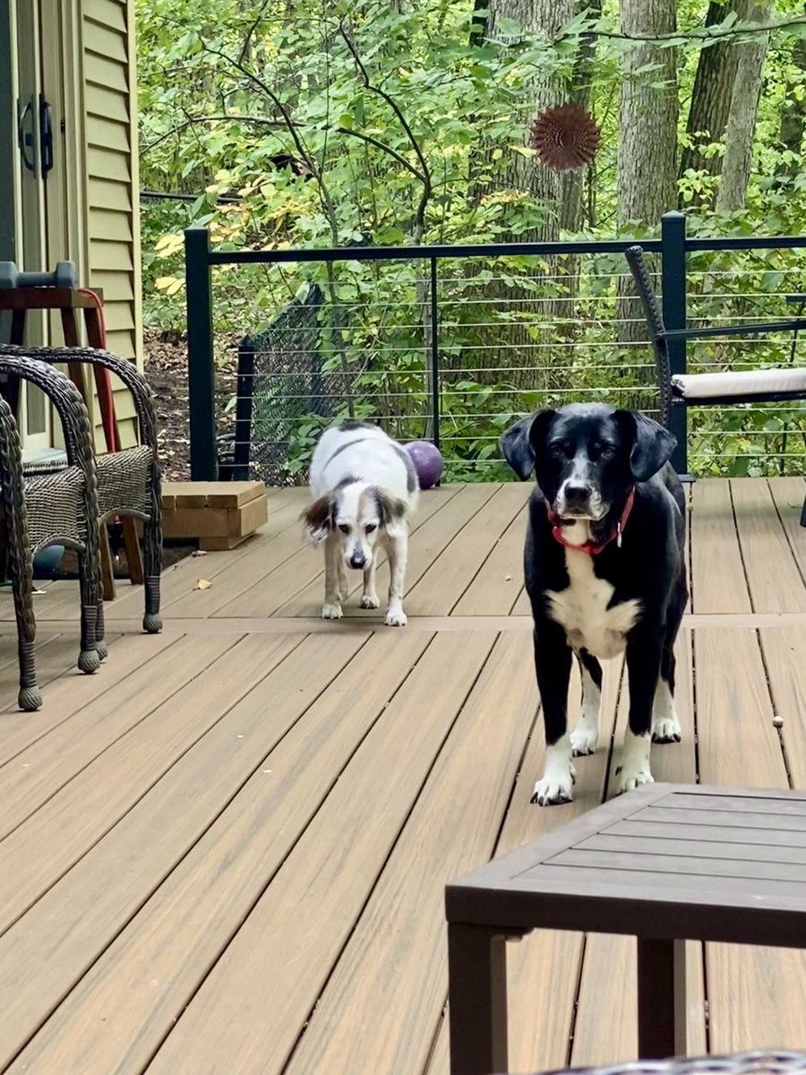 I’m against pet eating. just wanted to put that out there.