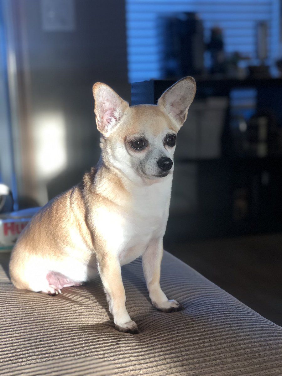 Marty_MikeJr's tweet photo. Springfield you stay away from my dog! 😂🤣#Debate2024 https://t.co/HcXfmD6hYx