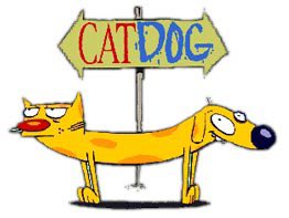 The cat and dog in question