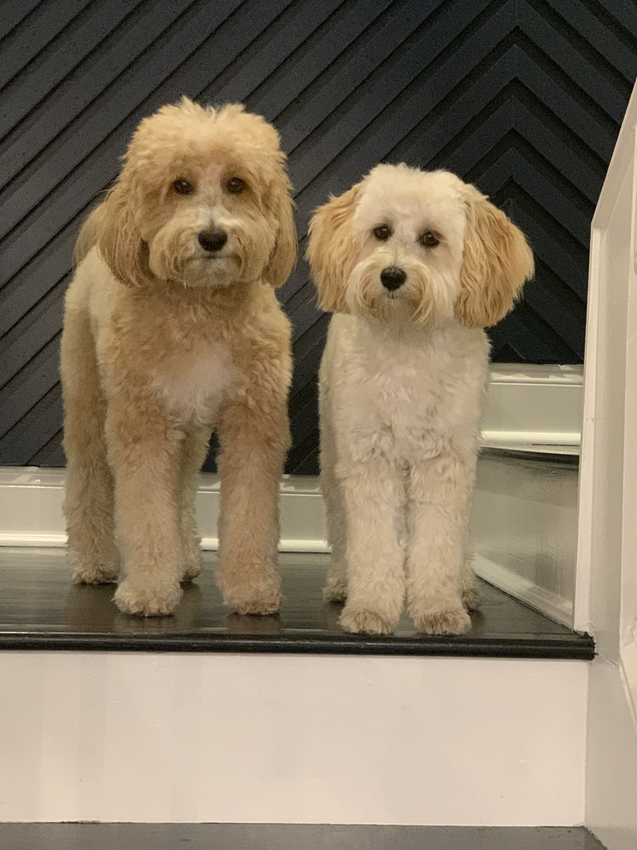 Angie Thomas tweet media