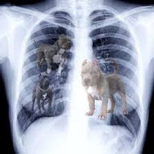 MasterTes's tweet image. An illegal immigrant offered me dog for dinner. I said no thanks. I already got that dog in me 😤