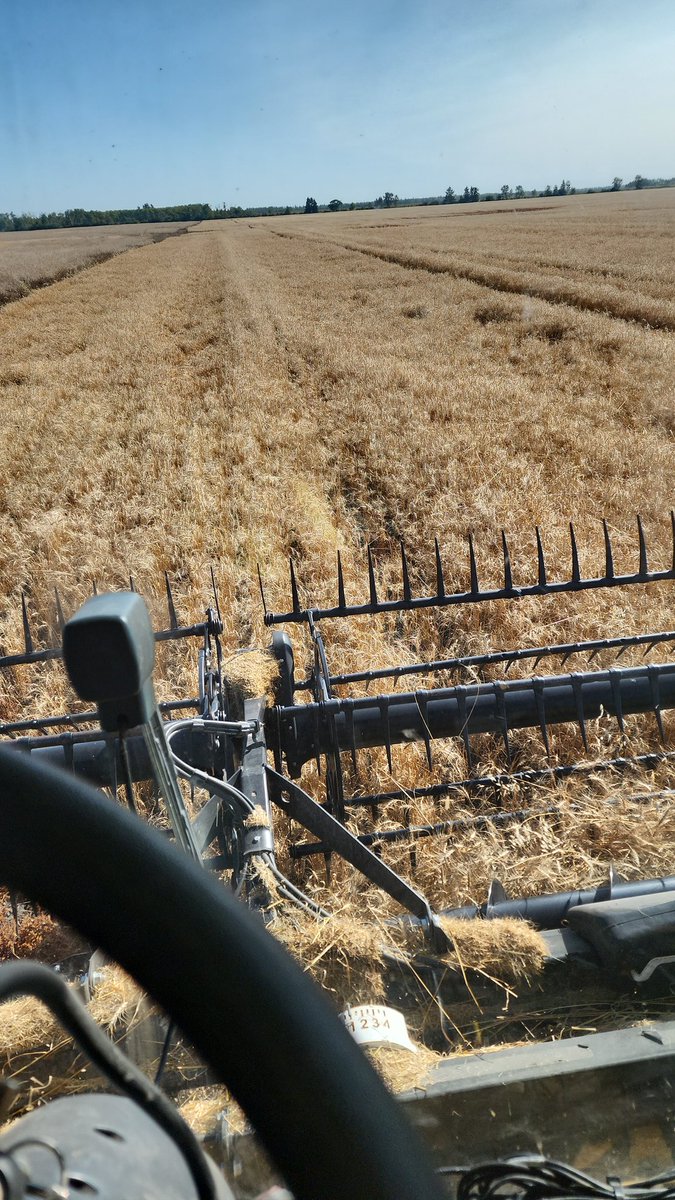 Finished wheat today. Oats next week and canola won't be far behind, it will get a drink tomorrow. Little fixing to do on the 590, sure is nice having 2 big machines to hammer acres off in a hurry.