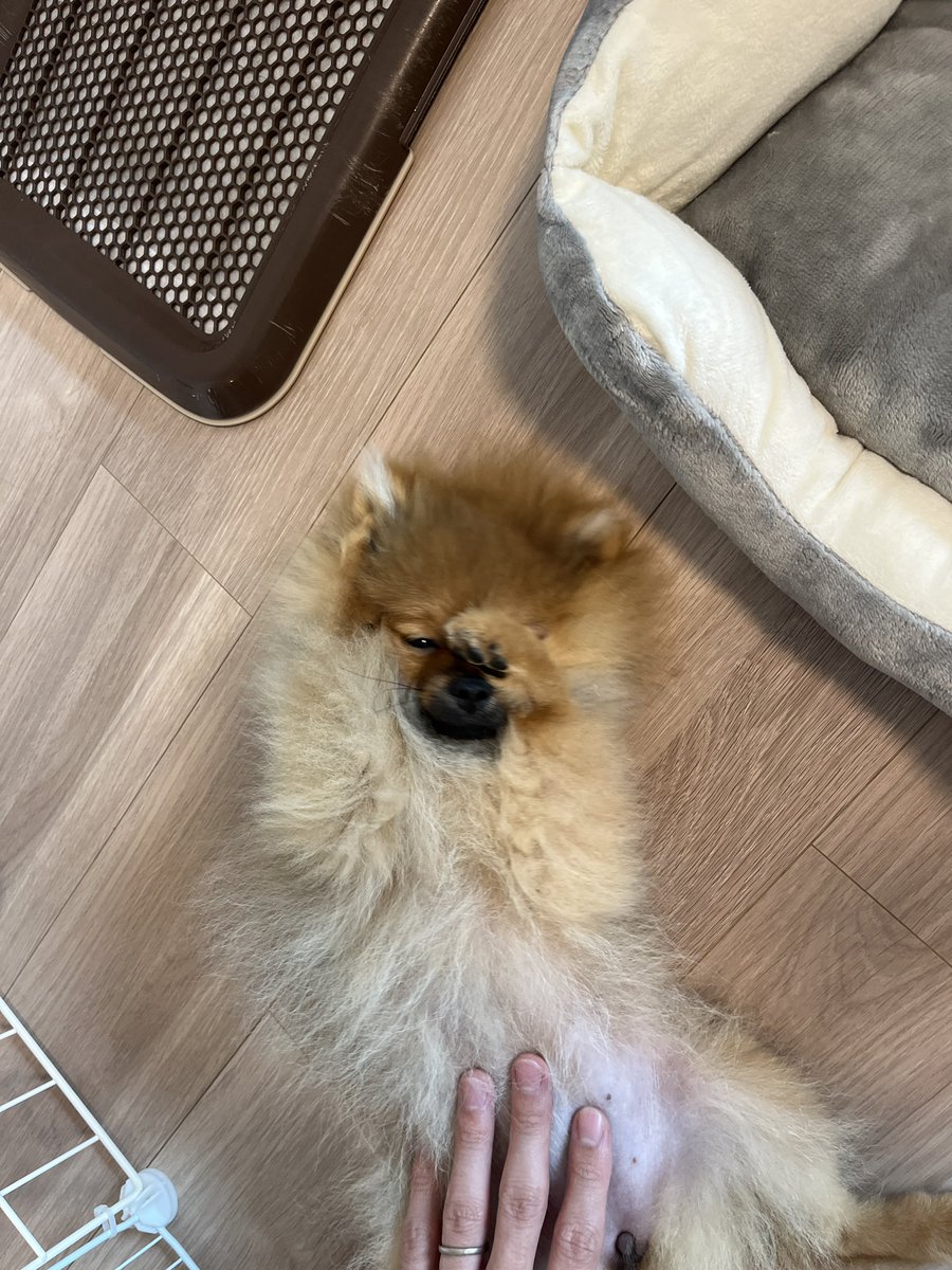 ketchup0126's tweet photo. 先月引越しして犬を飼っています https://t.co/HdtajQMM8P