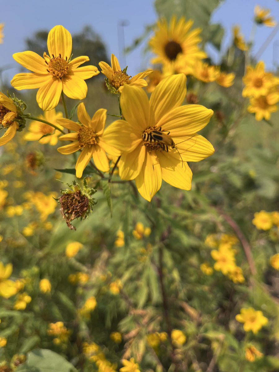 vhgonzab's tweet image. Great day in the field with our graduate students and Liam Wrixon (Haskell Univ), a scholar in KU’s BioGEM Post-baccalaureate Research Program, supported by the NSF. Excited to see Liam working on the thermal ecology of pollinators this year! 🐝🌿 #PollinatorResearch #bees #NSF