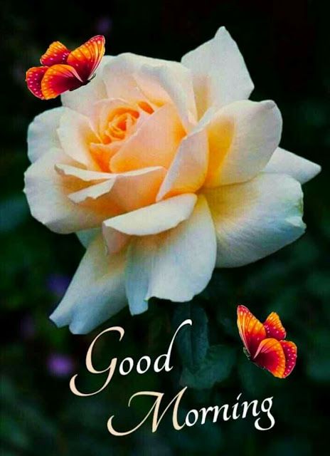 sofiawritten's tweet image. Asslamoalikum 🌺
Subha bakhair 🌞