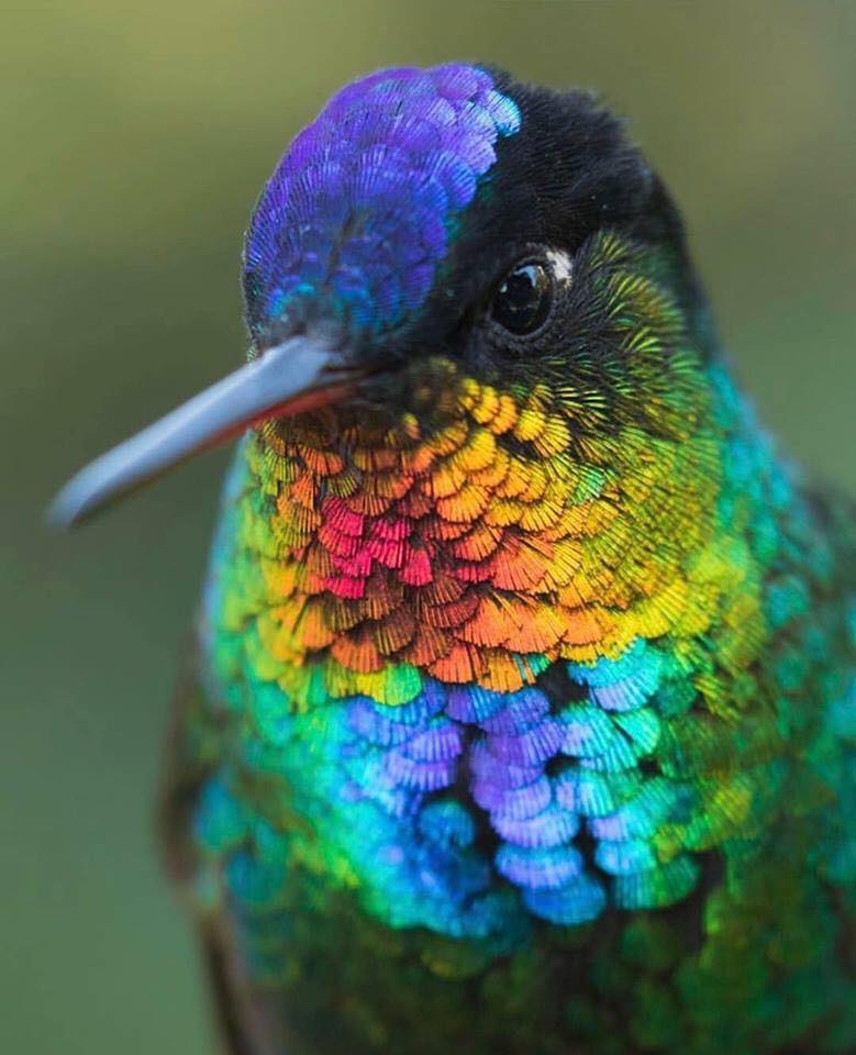 Un bello y hermoso colibrí 😍