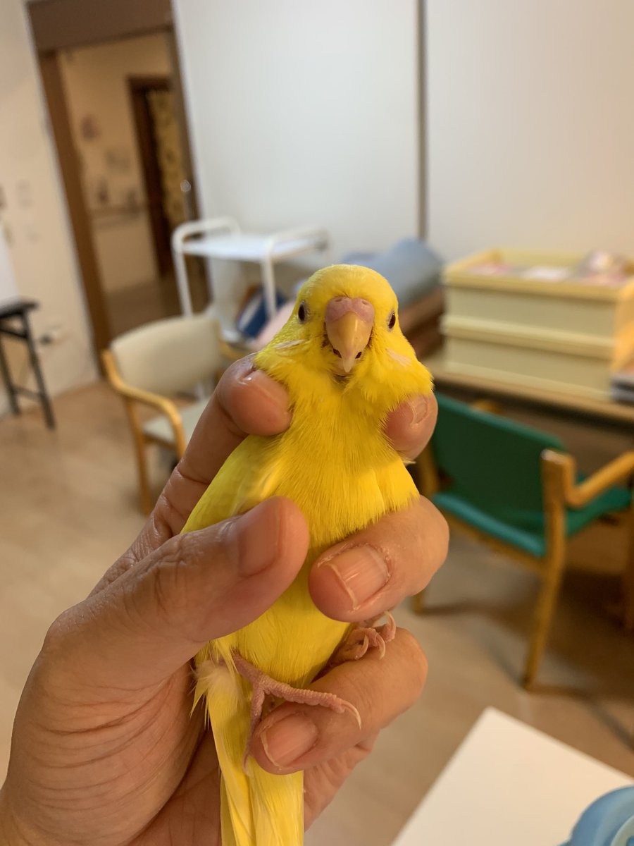 板橋区でクリッピングされたルチノーのセキセイインコを保護しております｡
お探しの飼い主さま〜いらっしゃいませんか?後頸部カキカキされるのが好きなようです｡
ちゃんと聞き取れないのですが､ぷーちゃん?ねんね?おしゃべりもしています｡

#セキセイインコ