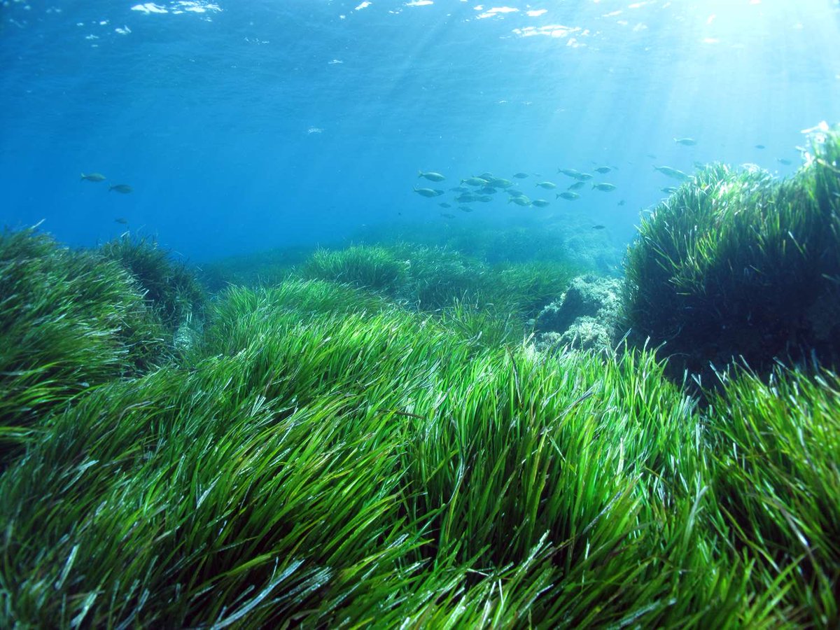 davidlisnard's tweet image. 43 217 m² sanctuarisés entre les îles de Lérins. De 7000 m² en 2021, nous étions parvenus à l’étendre à 29000 m² par l’implantation de notre écomusée sous-marin. Elle sera désormais portée à plus de 43000 m², X 6, grâce au plus grand projet de restauration de posidonies de France