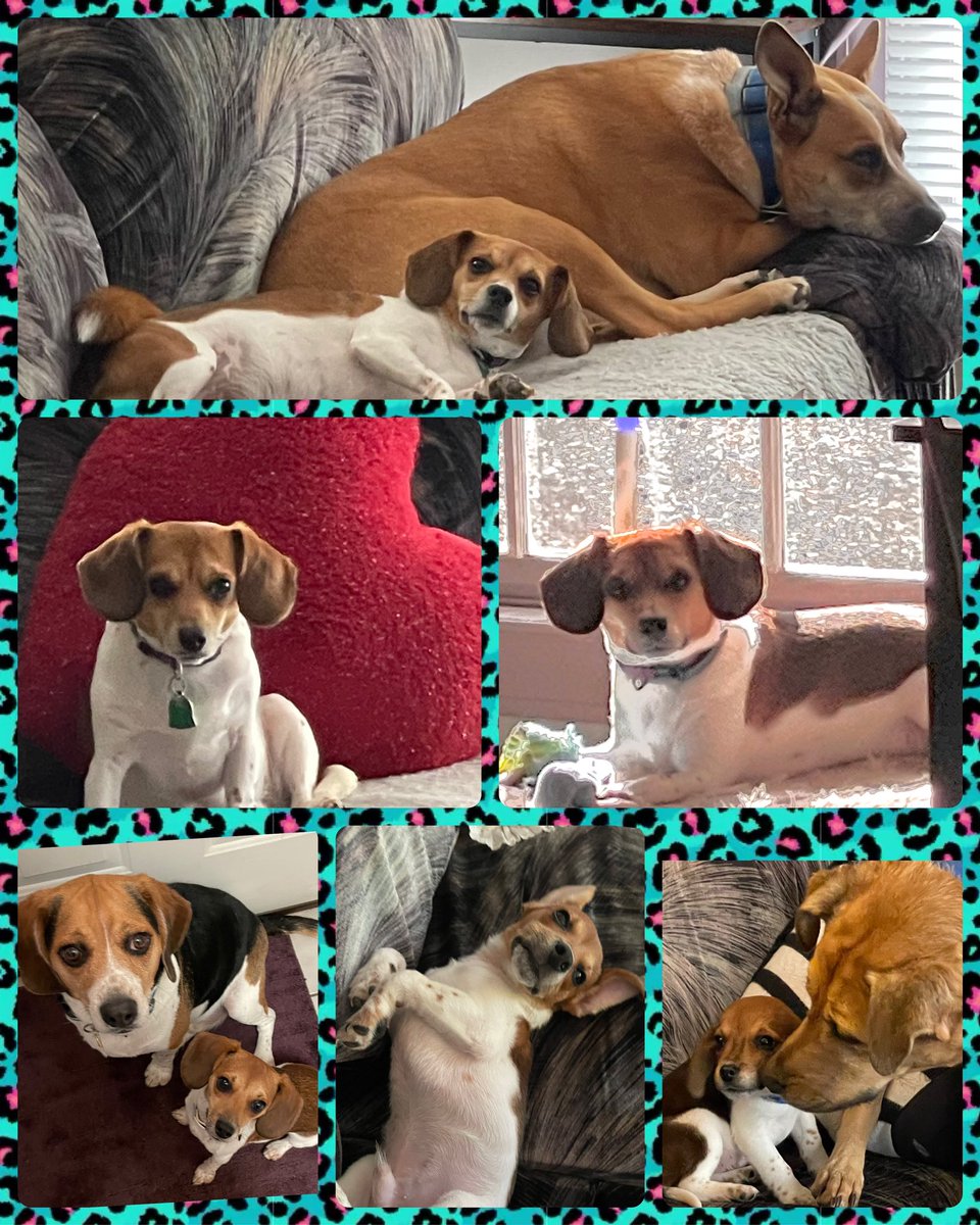 Sherry Reich tweet media