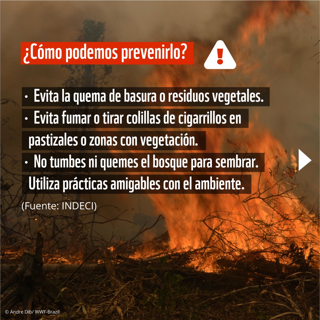 #Incendiosforestales I En la época seca de la Amazonía se dispara la cifra de incendios forestales, es urgente tomar conciencia y poner fin a las quemas. La vida silvestre está perdiendo su hogar y las comunidades locales su fuente de ingresos. Mira más aquí.